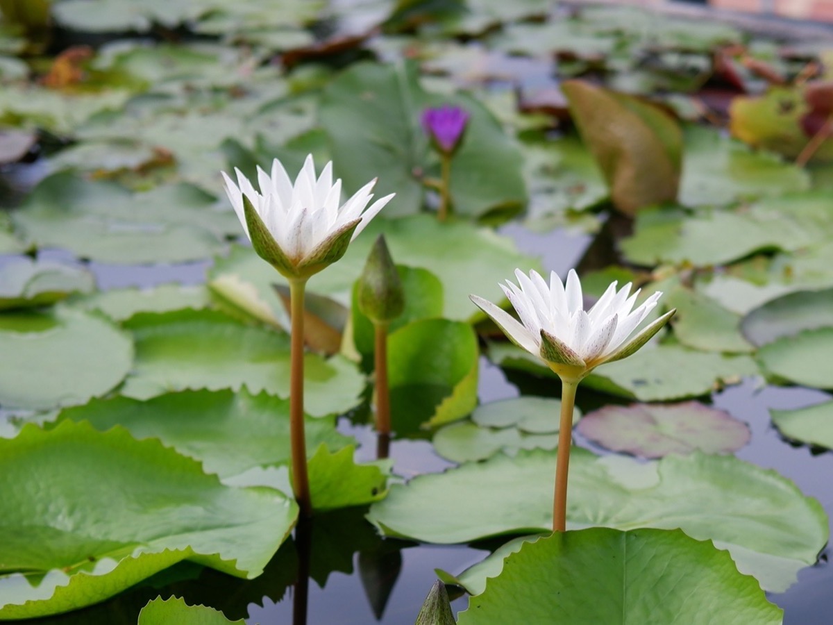 White lotus flowers in a pond, reflecting Kings Care & Leisure's roots in Sri Lanka